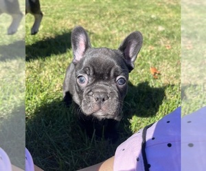 French Bulldog Puppy for sale in MANCHESTER, MI, USA