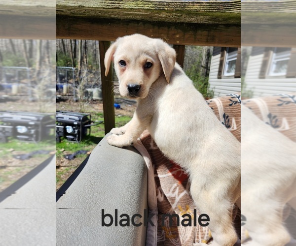 Medium Photo #1 Labrador Retriever Puppy For Sale in BLOOMSBURG, PA, USA