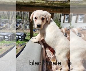 Labrador Retriever Puppy for Sale in BLOOMSBURG, Pennsylvania USA