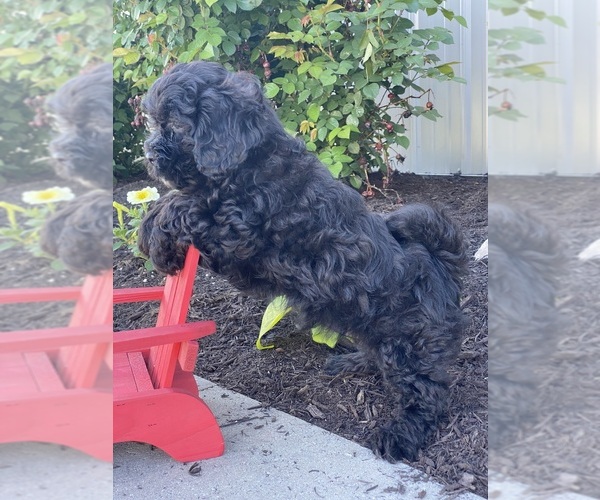 Medium Photo #3 Lhasa-Poo Puppy For Sale in CANOGA, NY, USA