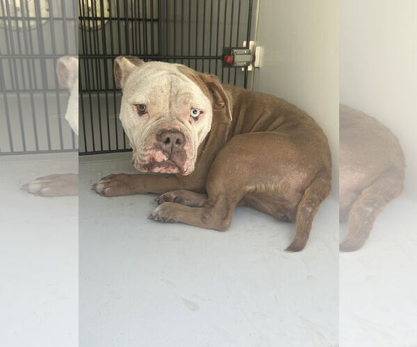 Medium Photo #7 Bulldog-Unknown Mix Puppy For Sale in Virginia Beach, VA, USA