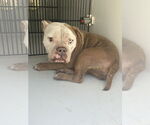 Small #6 Bulldog Mix