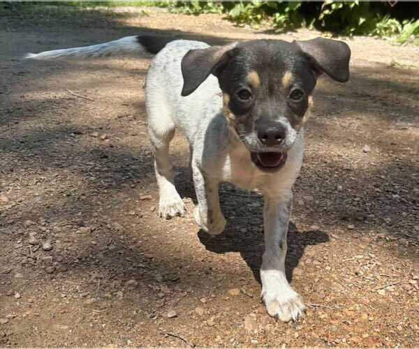Medium Photo #2 Pointer-Unknown Mix Puppy For Sale in Minneapolis, MN, USA