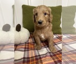 Small #5 Goldendoodle