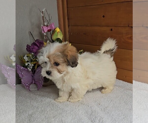 Medium Photo #8 Peke-A-Poo Puppy For Sale in JASONVILLE, IN, USA
