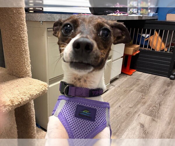 Medium Photo #1 Chihuahua-Unknown Mix Puppy For Sale in Stanhope, NJ, USA