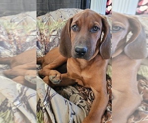 Medium Redbone Coonhound