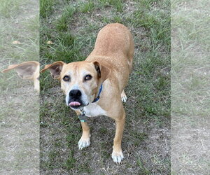 Momma - Female Mountain Cur-Rhodesian Ridgeback Mix Dog for Adoption - Photo #4