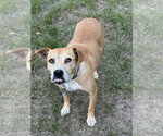 Small #3 Mountain Cur-Rhodesian Ridgeback Mix