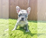 Small Photo #38 French Bulldog Puppy For Sale in TULSA, OK, USA