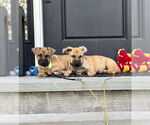 Small #4 Labrador Retriever Mix