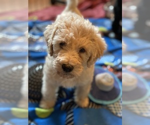 Double Doodle Puppy for sale in LAFAYETTE, LA, USA