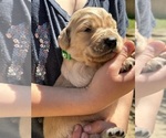 Small Photo #18 Golden Retriever Puppy For Sale in AMITY, AR, USA