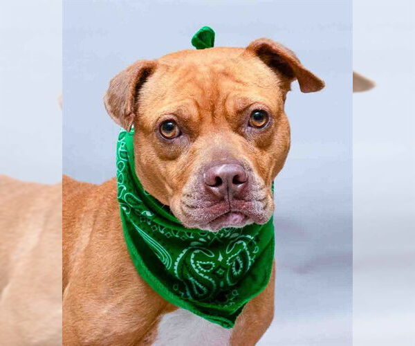 Medium Photo #2 Boxer-Unknown Mix Puppy For Sale in Sanford, FL, USA