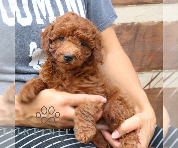 Medium Photo #2 Goldendoodle (Miniature) Puppy For Sale in NARVON, PA, USA