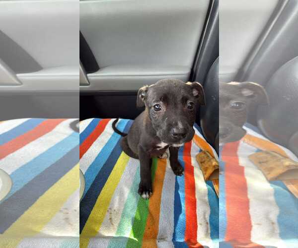 Medium Photo #8 Mutt Puppy For Sale in Holly Springs, NC, USA