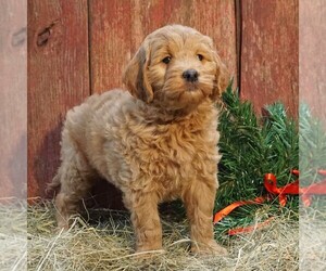 Goldendoodle-Poodle (Miniature) Mix Puppy for sale in CLARK, WI, USA