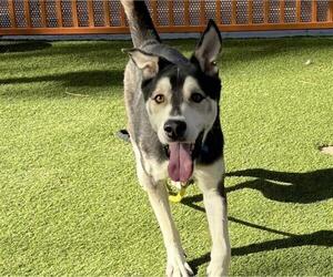 Siberian Husky-Unknown Mix Dogs for adoption in Las Vegas, NV, USA