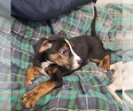 Small #4 Doberman Pinscher Mix