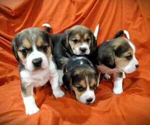 Beagle Puppy for sale in COLVILLE, WA, USA