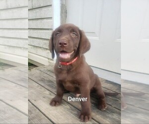 Labrador Retriever Puppy for sale in HARRISONBURG, VA, USA
