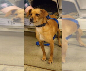 Dachshund-Unknown Mix Dogs for adoption in Aurora, IN, USA