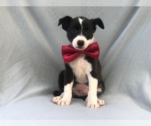 Australian Cattle Dog-Shetland Sheepdog Mix Puppy for sale in LAKELAND, FL, USA