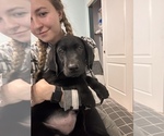 Small Photo #4 Labrador Retriever Puppy For Sale in THORNTON, CO, USA