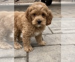 Small #2 Cockapoo