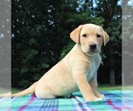 Small Photo #4 Labrador Retriever Puppy For Sale in GREENCASTLE, PA, USA