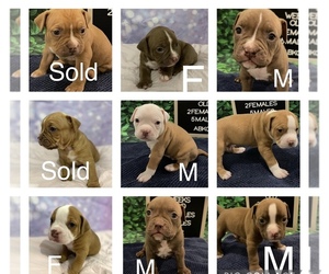 American Bully Puppy for sale in MOODY, AL, USA