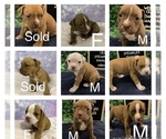 Small Photo #1 American Bully Puppy For Sale in MOODY, AL, USA
