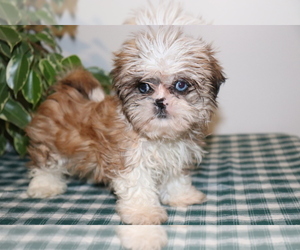 Shih Tzu Puppy for sale in SHILOH, OH, USA