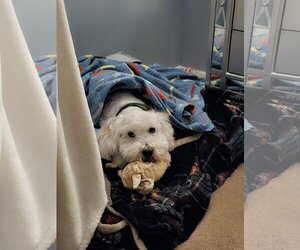 Maltese Dogs for adoption in  Ramona, CA, USA