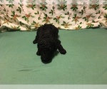Small Photo #2 Poodle (Miniature) Puppy For Sale in AVA, MO, USA