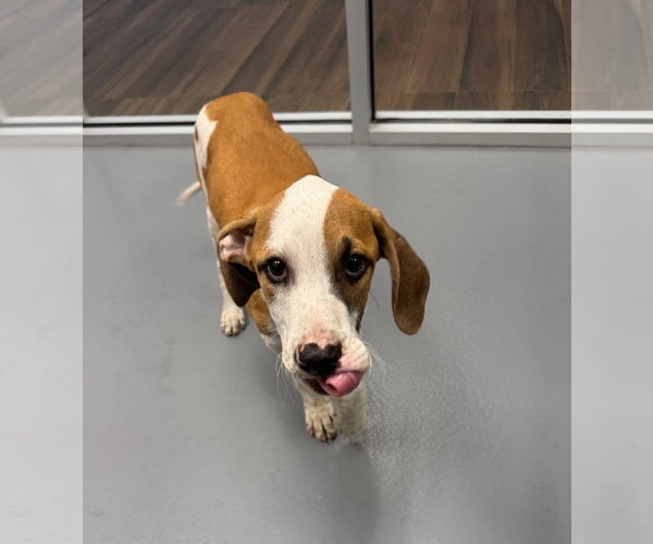 Medium Photo #1 Mutt Puppy For Sale in Hilton Head, SC, USA