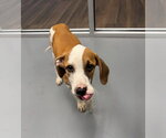 Small Mutt