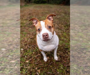 American Staffordshire Terrier-Unknown Mix Dogs for adoption in Holly Springs, NC, USA