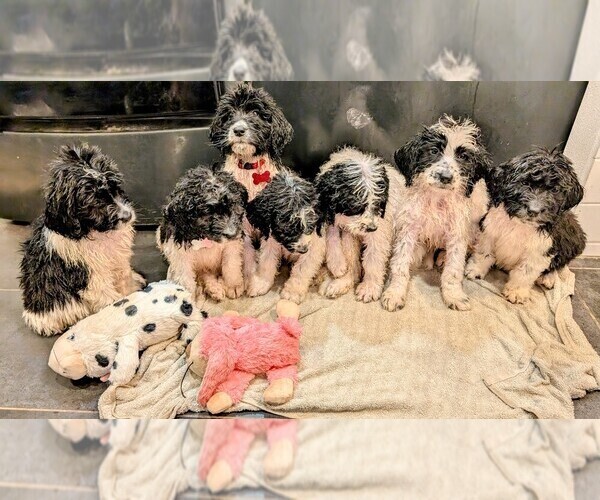 Medium Photo #40 Saint Berdoodle Puppy For Sale in BRUSH PRAIRIE, WA, USA