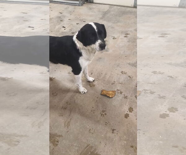 Medium Photo #2 Australian Shepherd-Unknown Mix Puppy For Sale in Grafton, WI, USA