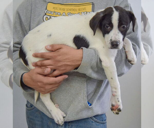 Medium Photo #2 Australian Shepherd-Unknown Mix Puppy For Sale in Huntley, IL, USA