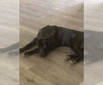 Small #6 Labrador Retriever Mix