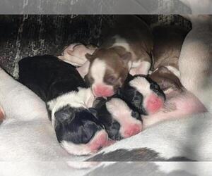 Boston Terrier Litter for sale in BERRIEN SPRINGS, MI, USA