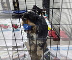 Small #1 Cocker Spaniel