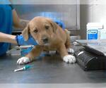 Small Great Pyrenees-Rottweiler Mix