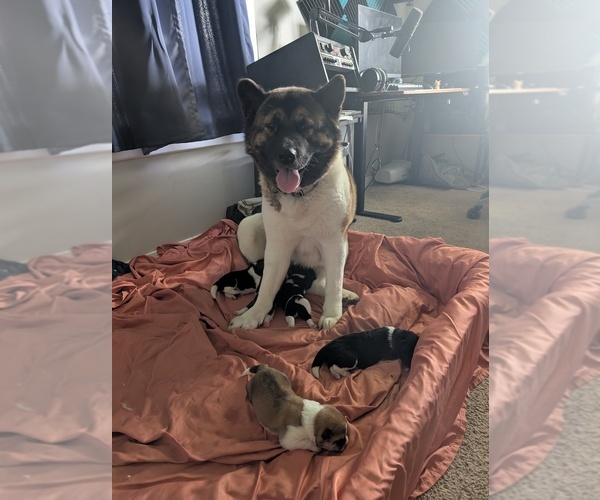 Medium Photo #1 Akita Puppy For Sale in MOHRSVILLE, PA, USA