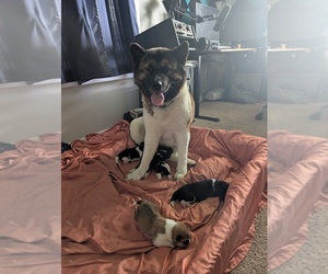 Mother of the Akita puppies born on 04/12/2026