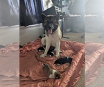Small Photo #1 Akita Puppy For Sale in MOHRSVILLE, PA, USA