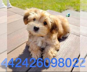 Yorkshire Terrier Puppy for sale in NEW YORK, NY, USA