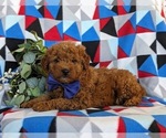 Small Photo #4 Goldendoodle (Miniature) Puppy For Sale in LINCOLN UNIVERSITY, PA, USA